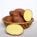 Семенной картофель оптом от производителя.